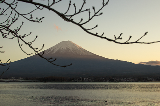 Vistas del Fuji con rama deshojada en primer plano