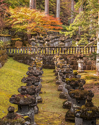 Musgo, piedra y momiji