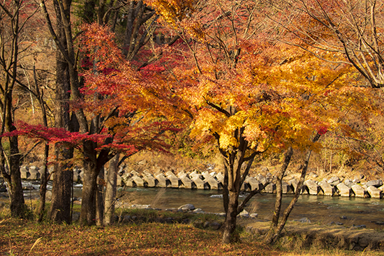 Momiji in Japan