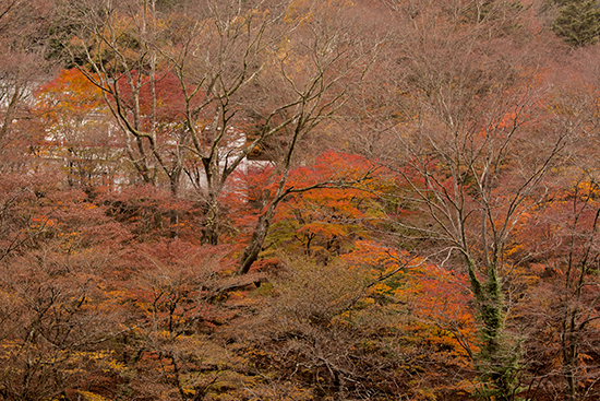 Copas de árboles rojas