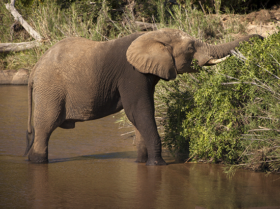 elefante Kruger N.P Sudafrica