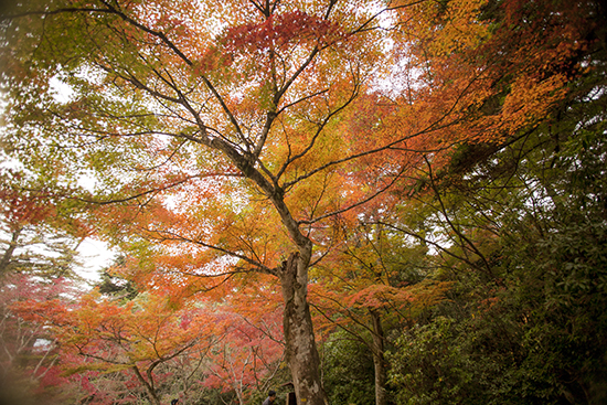Momijidani Park Miyajima Japan autum