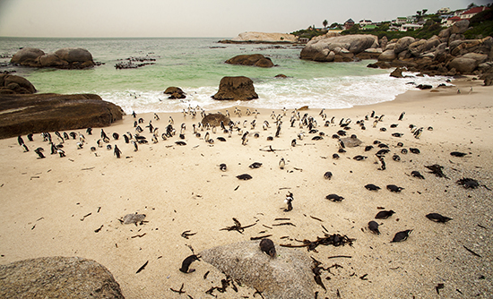 colonia pingüinos en Boulder beach sudafrica