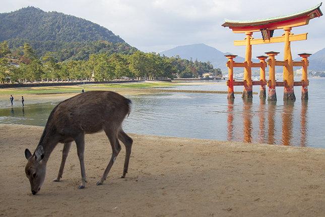 ciervos en Miyajima Japón