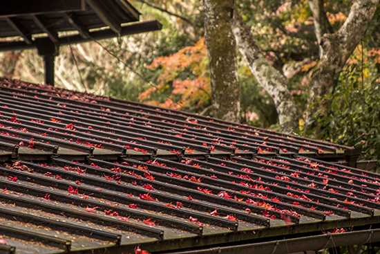 otoño en Miyajima isla Japon momijidani Park