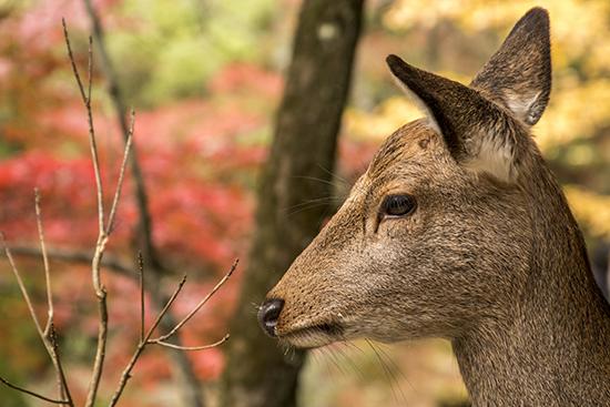 ciervos en Miyajima otoño Japon