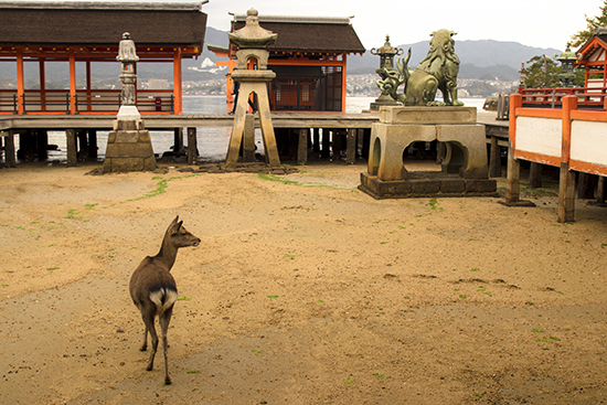ciervo en la playa Miyajima Japon santuario