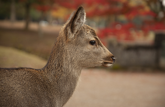 ciervo Nara otoño