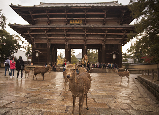 ciervos y Nandaimon gate en Nara