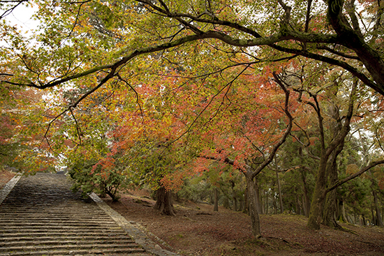 otoño en Nara Japón