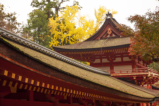 Nara en otoño Japón