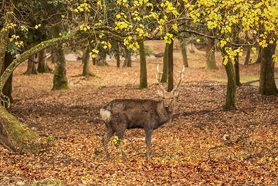 ciervos en Nara Park