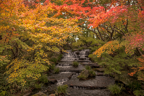 jardin japones en otoño
