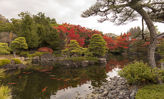 carpas en jardines japoneses 