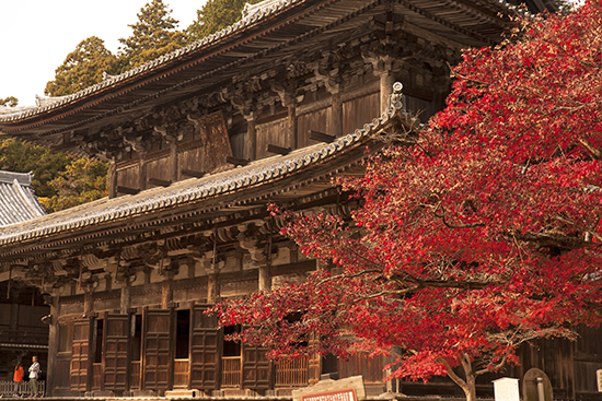 vistas del otoño en Japon