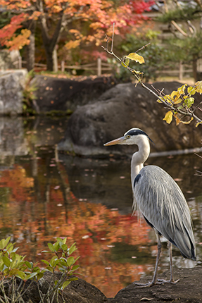 garzas en jardines japones