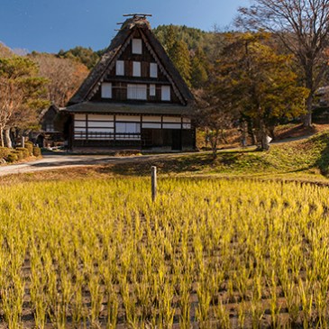 cultivo de arroz Japón