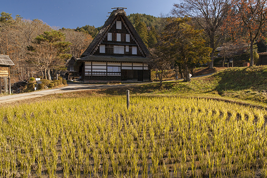 cultivo de arroz Japón