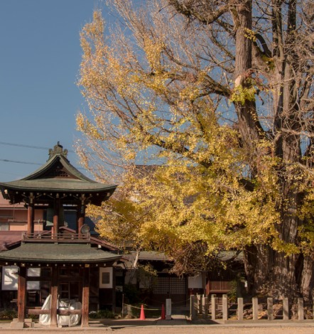 árboles milenarios Japón Takayama