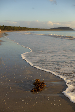 Cape Tribulation Queensland Australia