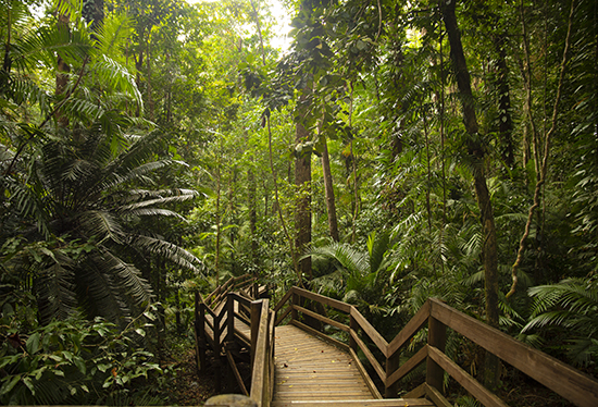 Jindalba walk Daintree forest Queensland