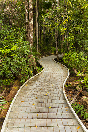 Senderos en Daintree Forest