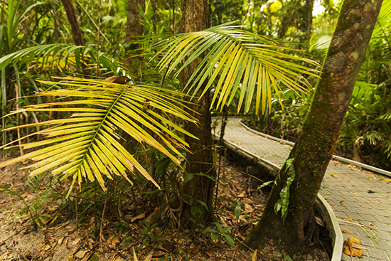 senderos Cape Tribulation Australia