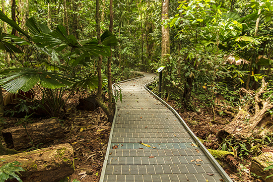 trails Daintree Forest Cape Tribulation Queensland