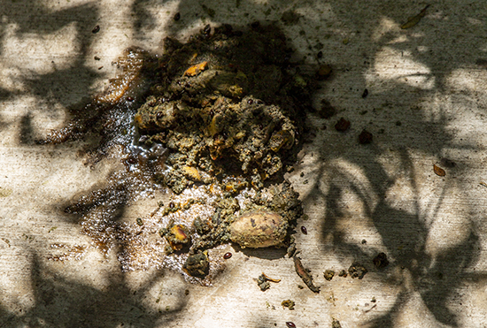 excrementos casuario Australia