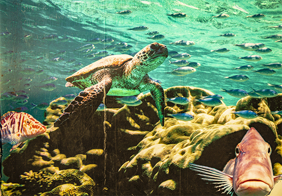 tours Great Coral Reef Australia