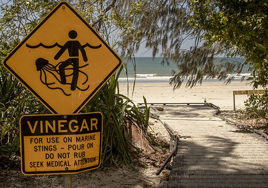 medusas en Australia