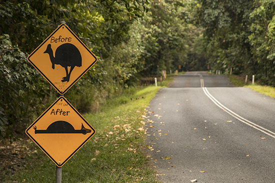 casuarios en Daintree forest