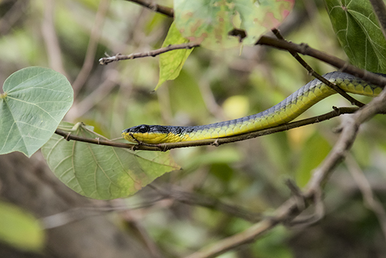 serpientes en Australia