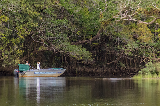 Daintree river tours Queensland