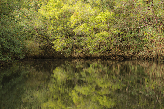 Daintree river Queensland Australia