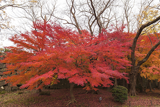 Kanazawa en noviembre en otoño