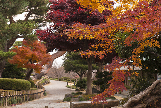 momiji Kanazawa noviembre