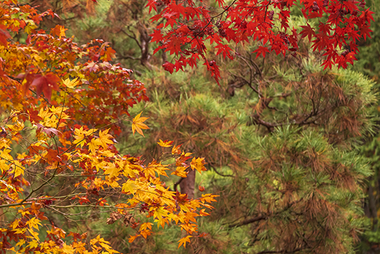 momiji en kioto noviembre