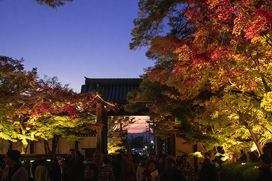 jardin eikando temple iluminación nocturna