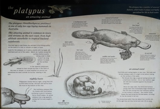 info ornitorrinco panel
