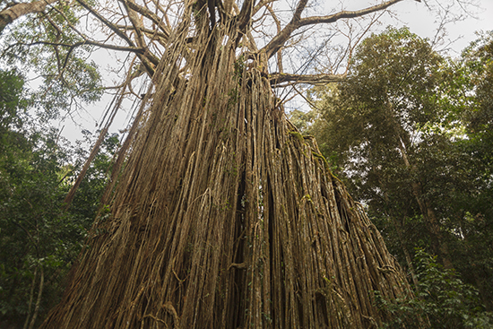 Curtain fig tree Australia Yungaburra