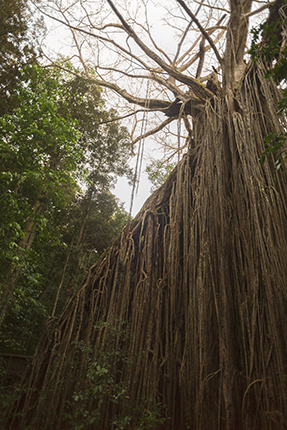 arboles curiosos del mundo