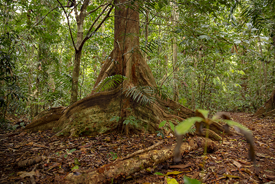 Tulip oak trail Australia