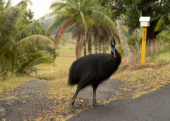 casuarios en australia