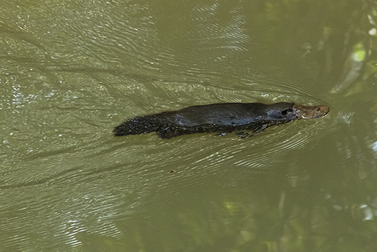 donde ver ornitorrincos en australia