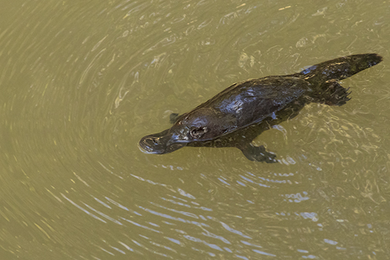 ornitorrincos en libertad australia