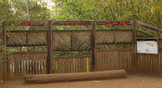 hide yungaburra ornitorrincos