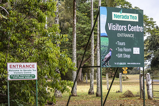 plantaciones de té en australia