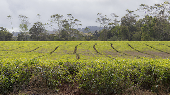 campos de té en Australia