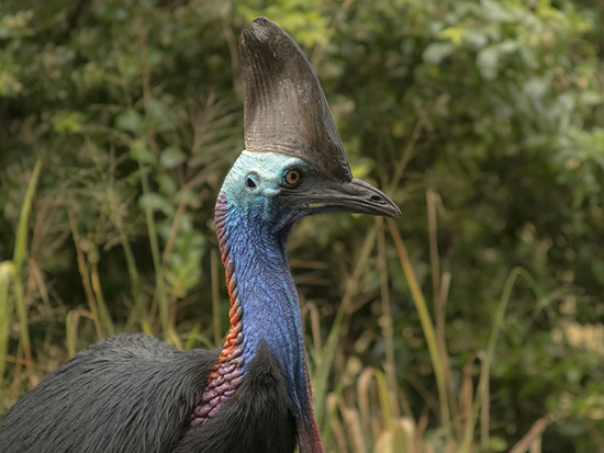 casuarios en Mission beach Australia